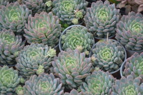 户外多肉植物盆栽图片